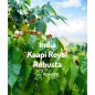 India Kaapi Royal | Kawa Ziarnista | Świeżo Palona Robusta