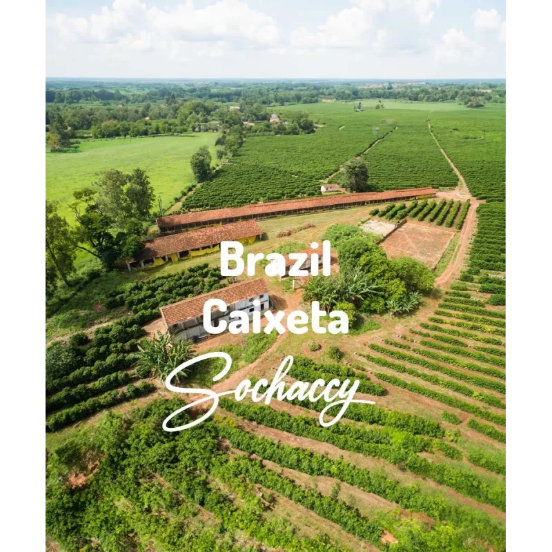Plantacja kawy Brazylia Caixeta — Minas Gerais, Brazylia, świeżo palona Arabica