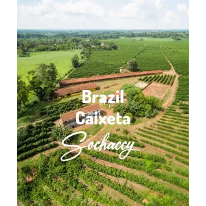 Plantacja kawy Brazylia Caixeta — Minas Gerais, Brazylia, świeżo palona Arabica