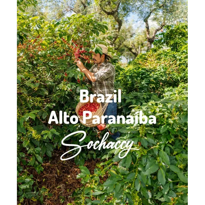 Plantacja kawy Brazylia Alto Paranaíba — Cerrado, Brazylia, świeżo palona Arabica