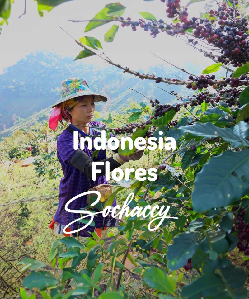 Kawa Indonezja Flores Kawa Ziarnista Świeżo Palona Arabica