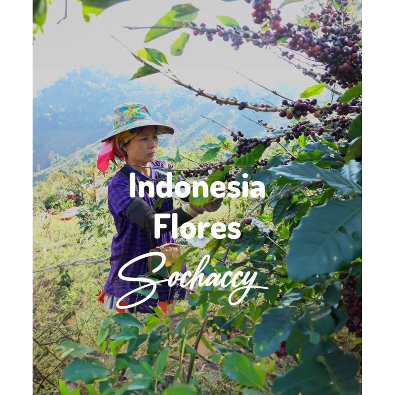 Plantacja kawy Indonezja Flores — Bajawa, Indonezja, świeżo palona Arabica