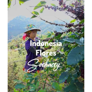 Plantacja kawy Indonezja Flores — Bajawa, Indonezja, świeżo palona Arabica