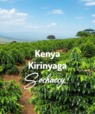 Kawa Kenia Kirinyaga Kawa Ziarnista Świeżo Palona Arabica