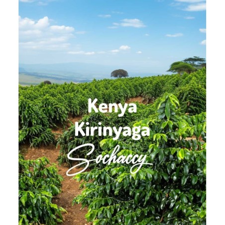 Kenia Kirinyaga | Kawa Ziarnista | Świeżo Palona Arabica