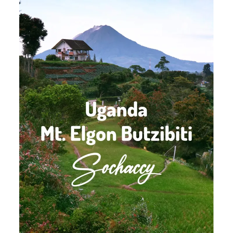 Plantacja kawy Uganda Mt. Elgon Butzibiti — Mt. Elgon, Uganda, uprawa Od 2 000-2 500 m n.p.m., świeżo palona Arabica
