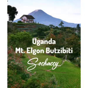 Plantacja kawy Uganda Mt. Elgon Butzibiti — Mt. Elgon, Uganda, uprawa Od 2 000-2 500 m n.p.m., świeżo palona Arabica