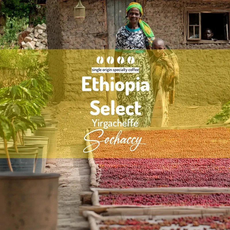 Plantacja kawy Etiopia Select Yirgacheffe — Yirgacheffe, Etiopia, świeżo palona Arabica