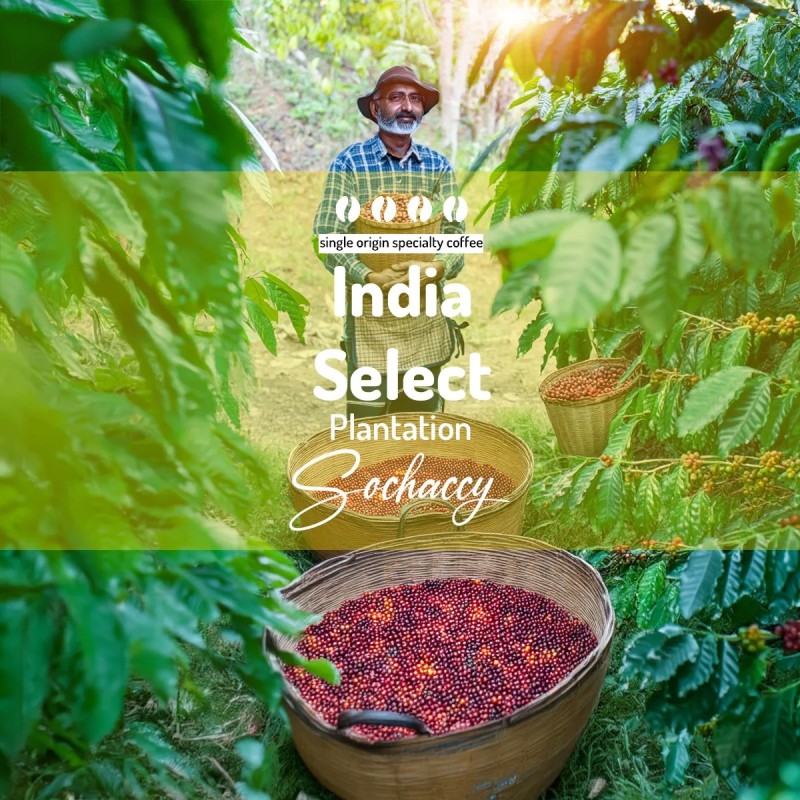 Kawa Indie Select Plantation | Palarnia Kawy Sochaccy | Kawa Ziarnista| SwiezoWypalana.pl |Select