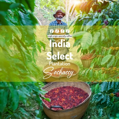 Kawa Indie Select Plantation Palarnia Kawy Sochaccy Kawa Ziarnista