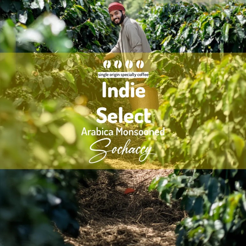 Kawa Indie Select Arabica Monsooned | Palarnia Kawy Sochaccy | Kawa Ziarnista| SwiezoWypalana.pl |Select