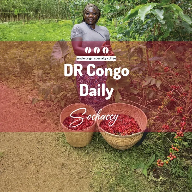 Plantacja kawy Kongo Daily — Virunga, DR Kongo, uprawa 1 953 m.n.p.m., świeżo palona Arabica