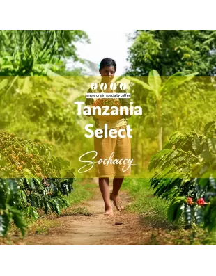 Plantacja kawy Tanzania Select — Arusha, Tanzania, świeżo palona Arabica