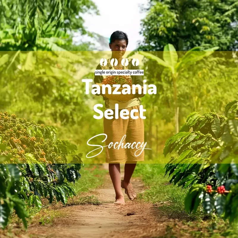 Plantacja kawy Tanzania Select — Arusha, Tanzania, świeżo palona Arabica