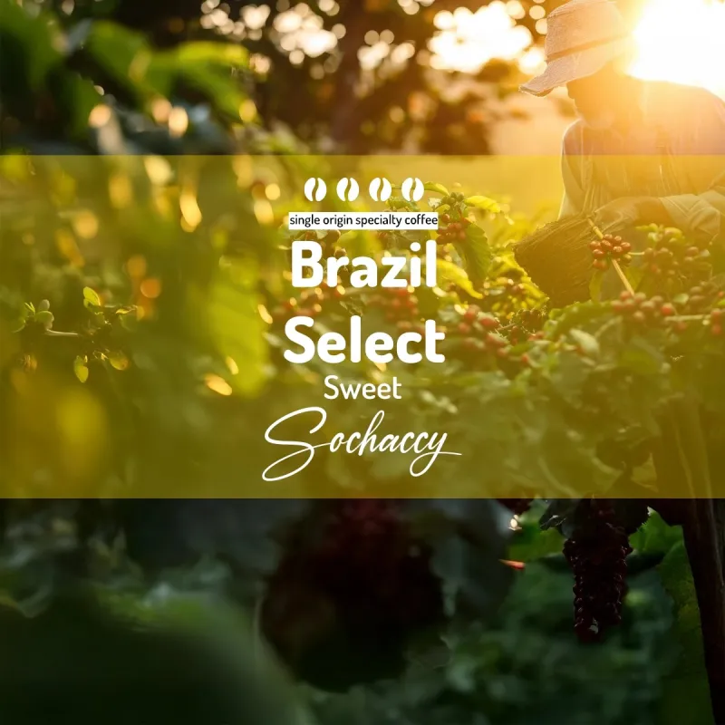 Plantacja kawy Brazylia Select Sweet — Cerrado/Mogiana, Brazylia, świeżo palona Arabica