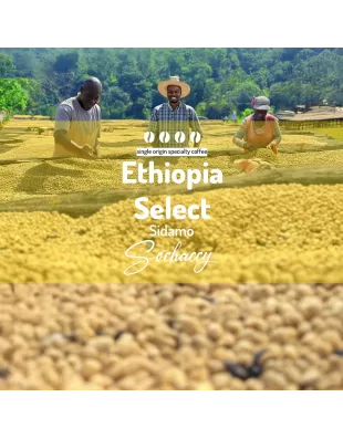 Plantacja kawy Etiopia Select Sidamo — Sidamo, Etiopia, świeżo palona Arabica