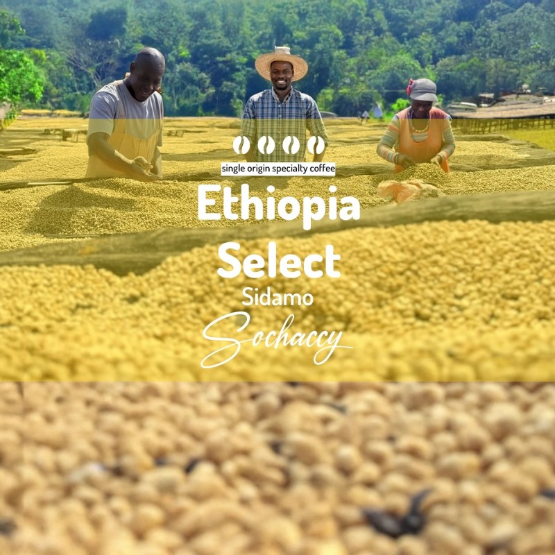 Kawa Etiopia Select Sidamo | Kawa Ziarnista | Palarnia Kawy Sochaccy| SwiezoWypalana.pl |Select