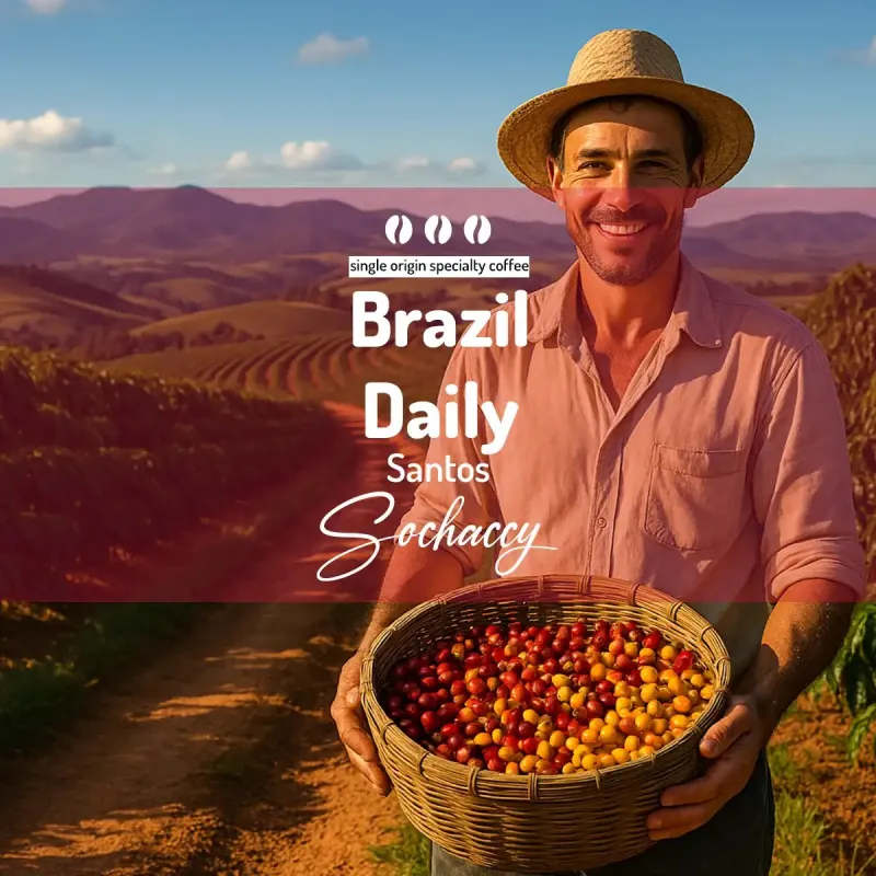 Plantacja kawy Brazylia Daily Santos — Santos, Brazylia, uprawa 800 - 1 200 m n.p.m., świeżo palona Arabica