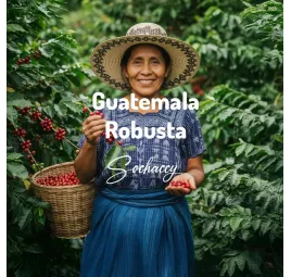 Gwatemala | Kawa Ziarnista | Świeżo Palona Robusta
