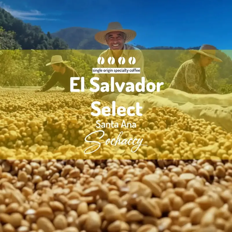 Plantacja kawy Salwador Select Santa Ana — Santa Ana, Salwador, uprawa 1,000 m n.p.m., świeżo palona Arabica