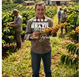 Brazylia Select Yellow Bourbon