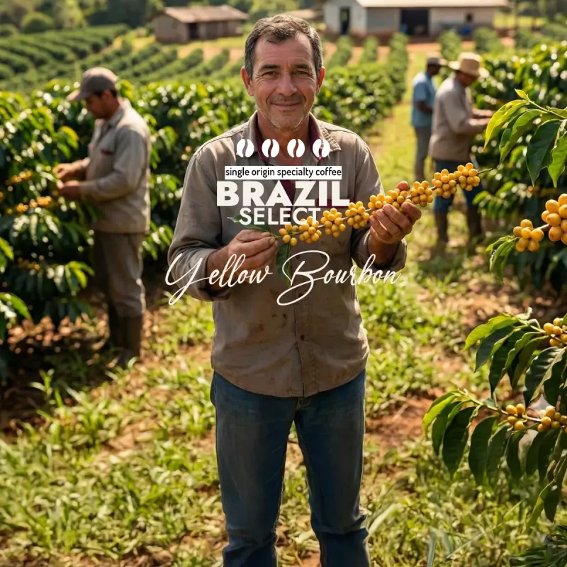 Plantacja kawy Brazylia Select Yellow Bourbon — Mogiana, Brazylia, świeżo palona Arabica