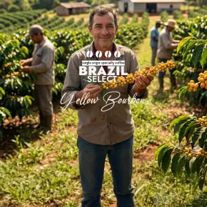 Plantacja kawy Brazylia Select Yellow Bourbon — Mogiana, Brazylia, świeżo palona Arabica