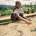Plantacja kawy Tanzania Daily — North Kilimanjaro, Tanzania, świeżo palona Arabica