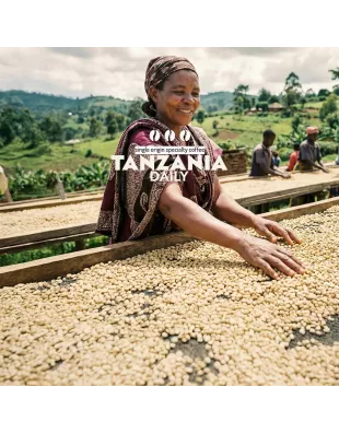 Plantacja kawy Tanzania Daily — North Kilimanjaro, Tanzania, świeżo palona Arabica