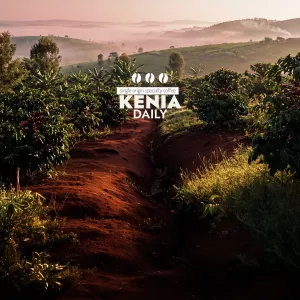 Kenia Daily | Kawa Ziarnist...