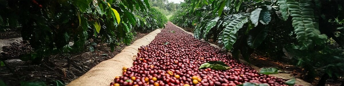 Robusta 100%