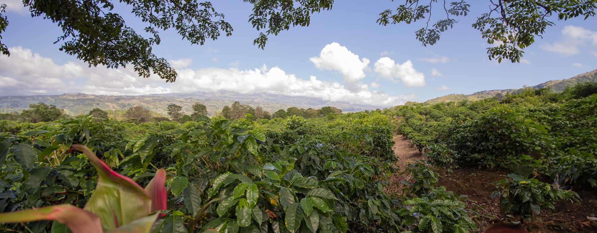 Małą plantacja kawy w Brazylii