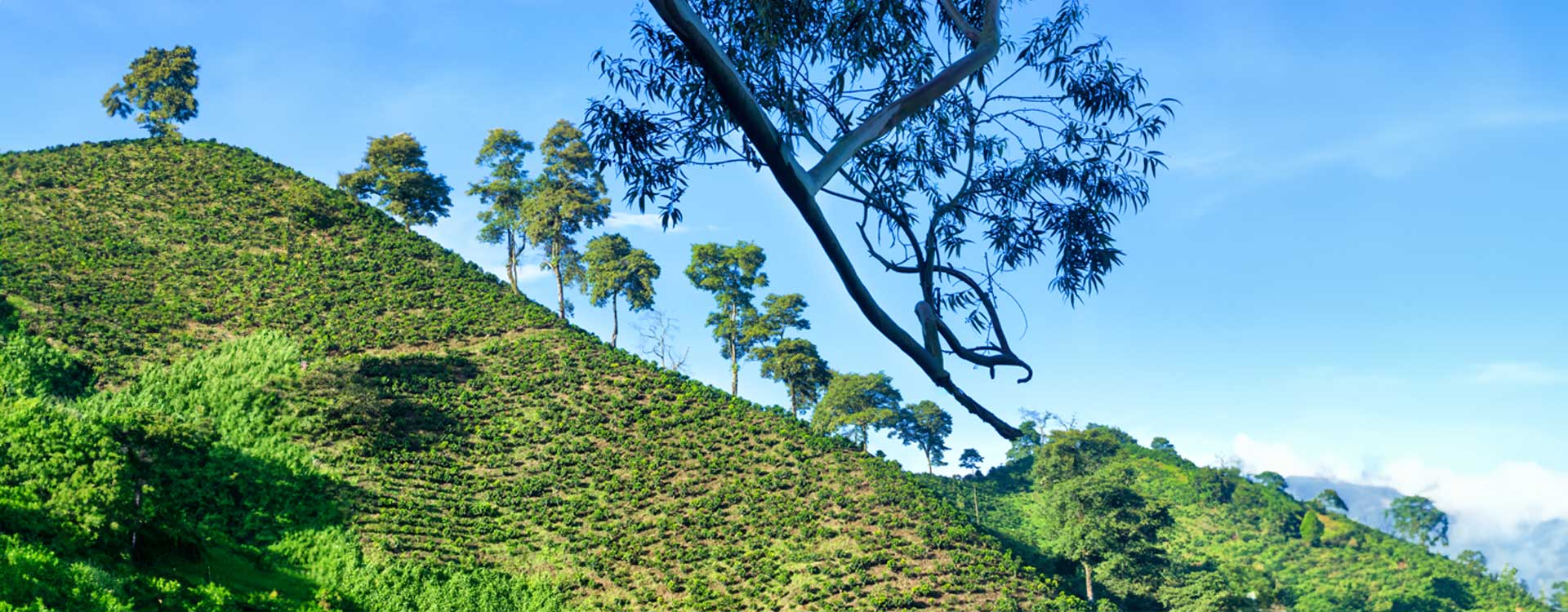 Plantacja kawy Brazylia Santos