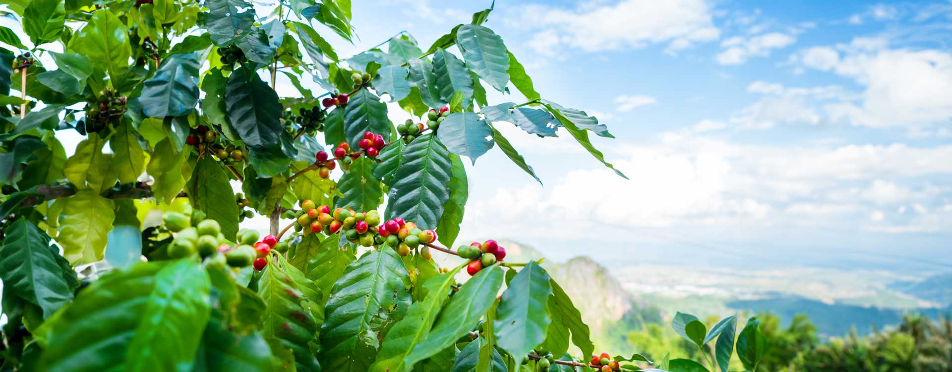 Plantacje kawa Brazylia Santos