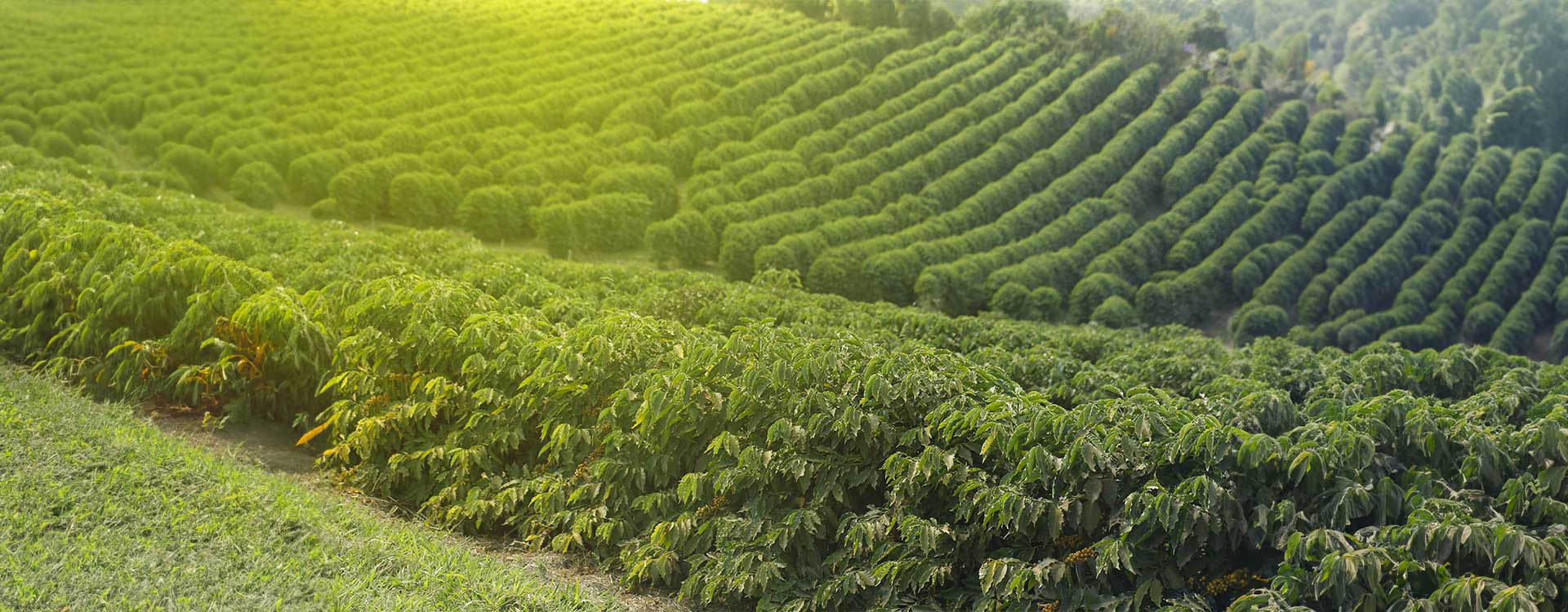 Plantacje kawy Brazylia