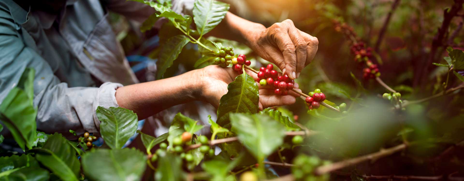 Zbiory ręczne kawy na plantacji w Brazylii