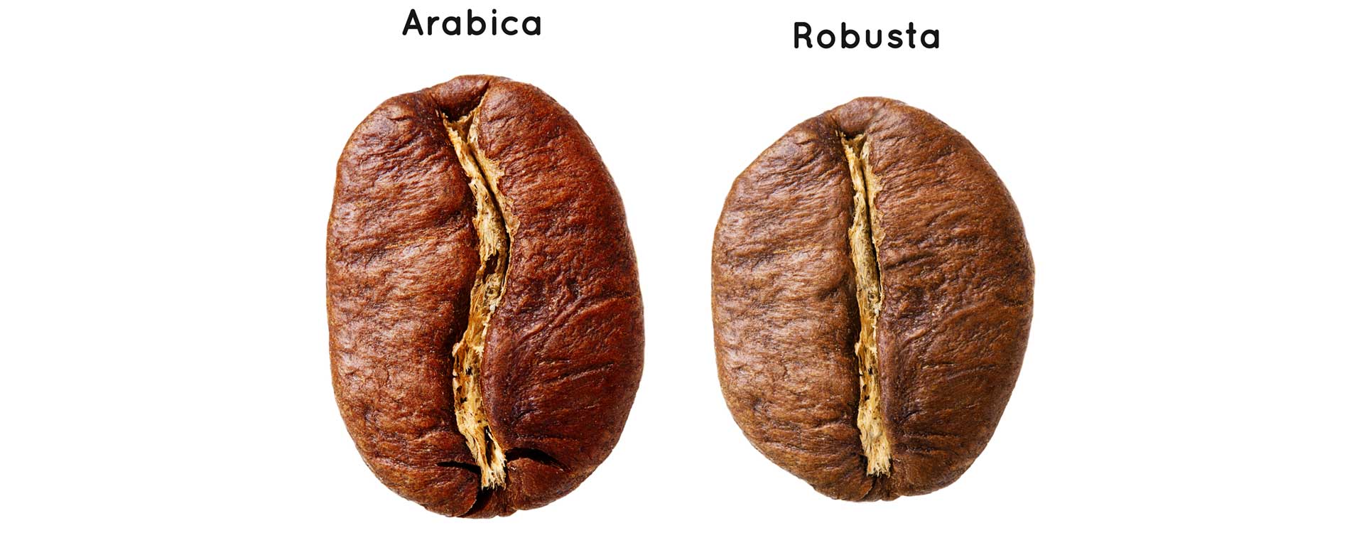 Ziarna kawy arabica i robusta