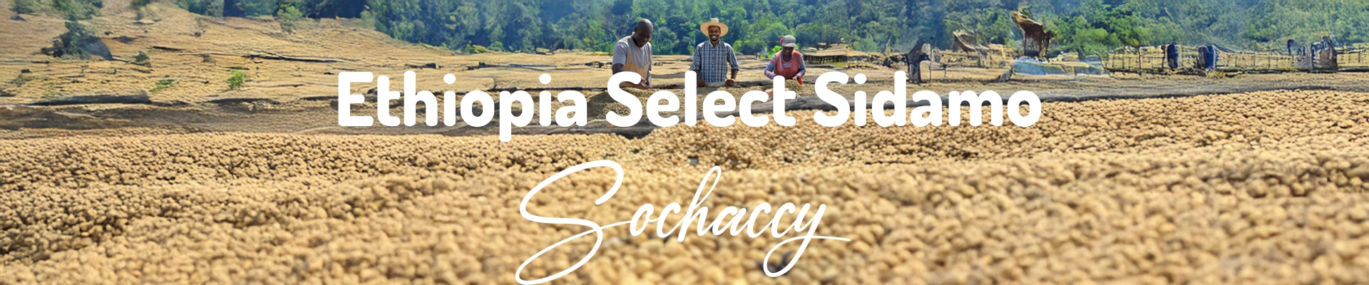 Etiopia Select Sidamo Kawa Ziarnista Świeżo Palona Arabica