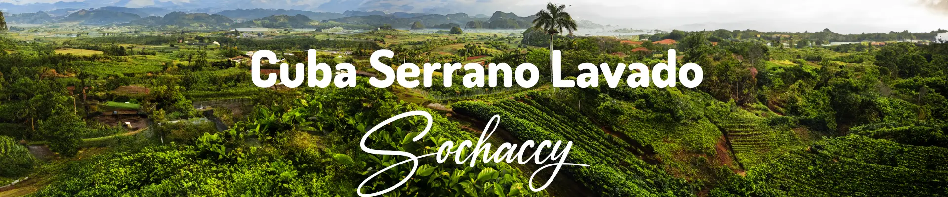 Plantacje kubańskiej kawy Serrano Lavado