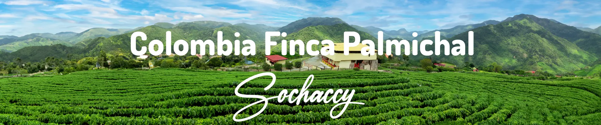 Kawa z plantacji Kolumbia Finca Palmichal