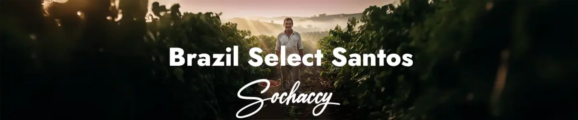 Kawa Brazylia Select Santos — świeżo palona Arabica specialty <strong>Very Good Specialty</strong>, nugat, karmel, orzechy laskowe, Palarnia Sochaccy