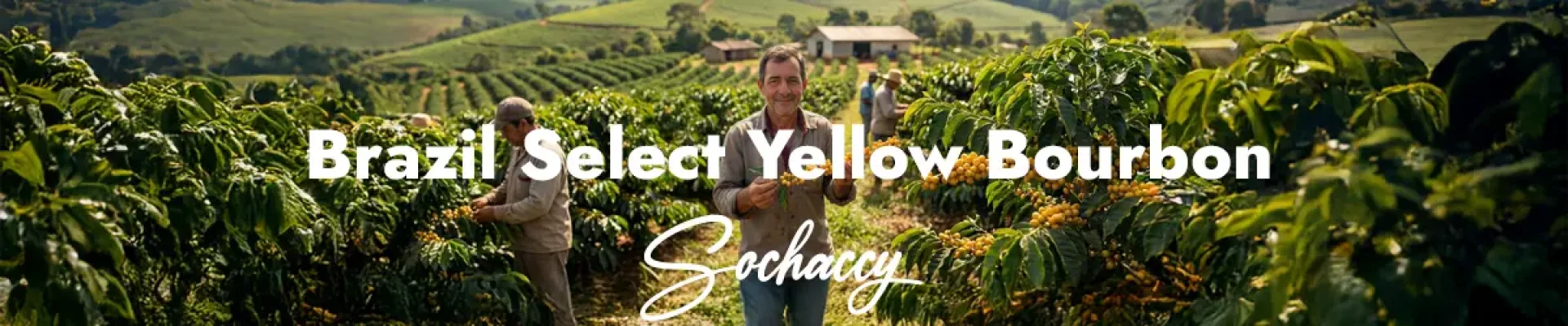 Kawa Brazylia Select Yellow Bourbon — świeżo palona Arabica specialty <strong>Very Good Specialty</strong>, czekolada mleczna, słodkie cytrusy, kakao, Palarnia Sochaccy