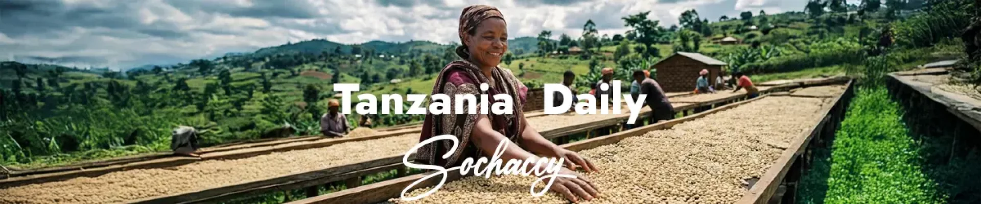 Kawa Tanzania Daily — świeżo palona Arabica specialty <strong>Very Good Specialty</strong>, owoce, cytrusy, karmel, czarna herbata, agrest, Palarnia Sochaccy