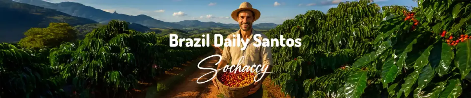 Kawa Brazylia Daily Santos — świeżo palona Arabica specialty <strong>Very Good Specialty</strong>, tabliczka czekolady, karmel, kremowa, orzechy la…, Palarnia Sochaccy