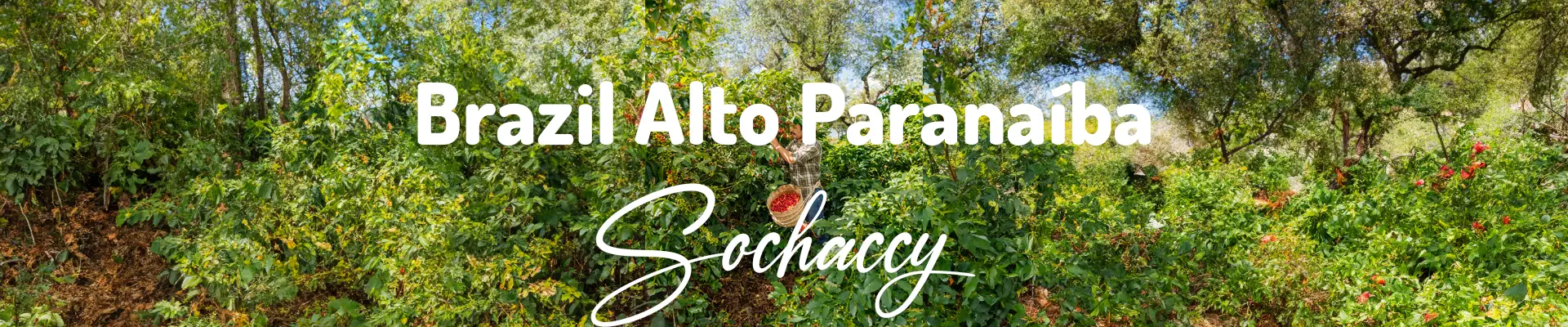 Kawa Brazylia Alto Paranaíba — świeżo palona Arabica specialty 81,75 pkt SCA, karmel, Palarnia Sochaccy