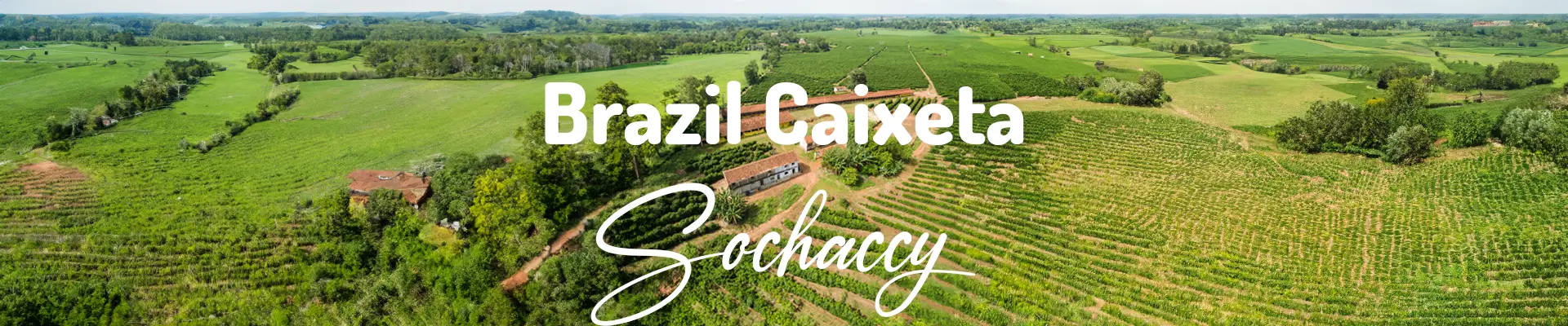 Kawa Brazylia Caixeta — świeżo palona Arabica specialty 84,75 pkt SCA, Czekolada, Palarnia Sochaccy