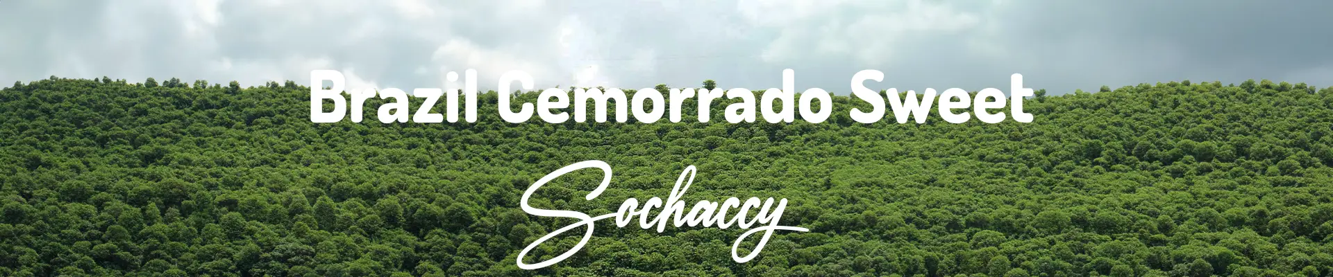 Kawa Brazylia Cemorrado Sweet — świeżo palona Arabica specialty 82,00 pkt SCA, Słodycz, Palarnia Sochaccy