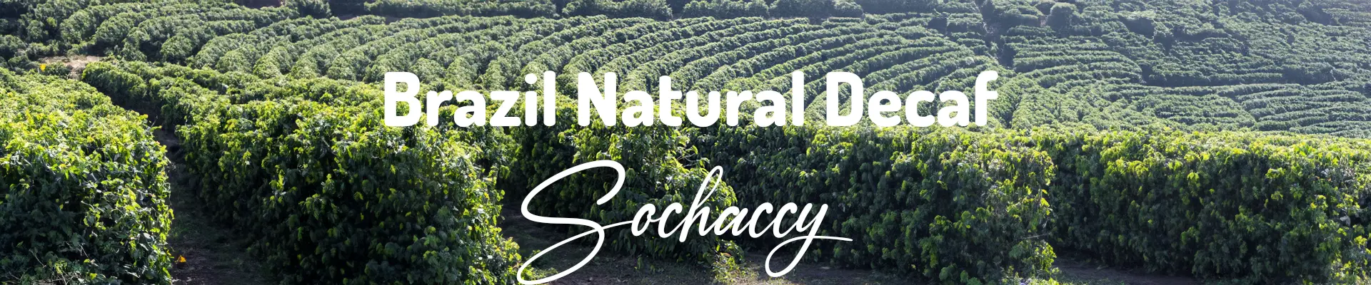 Kawa Brazylia Natural Decaf — świeżo palona Arabica, miód, Palarnia Sochaccy