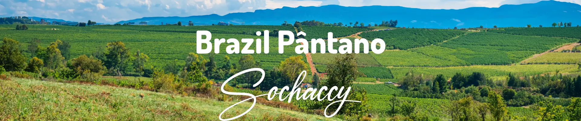 Kawa Brazylia Pântano — świeżo palona Arabica specialty 85,25 pkt SCA, mleczna czekolada, Palarnia Sochaccy