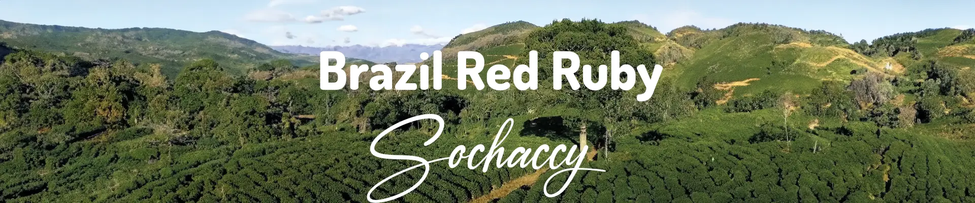 Kawa Brazylia Red Ruby — świeżo palona Arabica, brzoskwinie, Palarnia Sochaccy